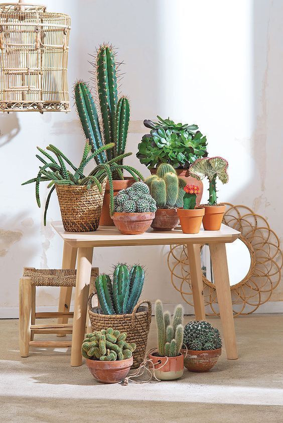 Plants in interior design: bring your home to life
